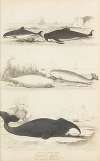 Whale-tribe