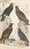The Caracaras
