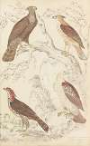 Eagle Hawks