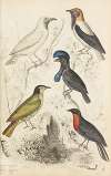Fruit-crows, Summer birds
