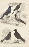 Crows