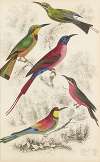 Bee eaters