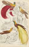 Birds of Paradise