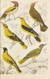 Orioles