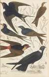 Swallows