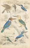 Kingfishes