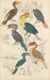 Hornbills
