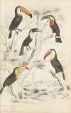 The Toucans