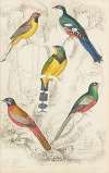 Trogons