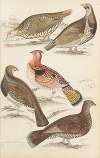 Grouse
