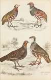 Partridges