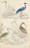 Ibis