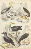 Albatrosses