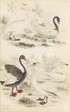 Swans
