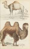 Camels