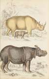 Rhinoceros