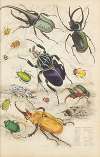 Coleoptera