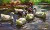 Sieben Enten in einem Teich