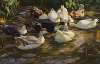 Enten am Teich