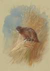 A grouse nestled in grassland