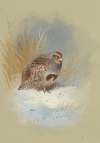 A partridge in the snow