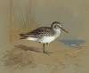 Study of a Sandpiper