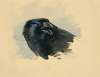 Study of the head of a Carrion crow