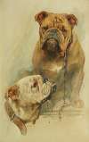 A pair of Bulldogs, one with a chain