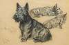 Studies of a Scottish Terrier