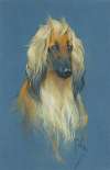 The portrait of an Afghan Hound