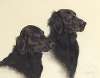 Tim and Linny – a pair of Flat Coat Retrievers