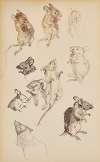 Studies of mice
