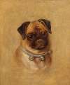 Portrait of a Pug