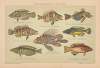 Buntfarbige fische