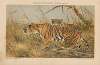 Königstiger