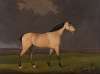 A dun hunter on the south bank of the River Humber, Lincolnshire