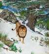 A Barbary Lion In The Snow In Theniet El Had