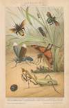 Insekten