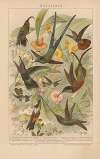 Kolibris