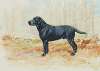 North Cave Jerry – Black Labrador Retriever