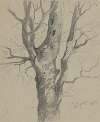 Study of a Knotted Tree Trunk