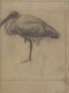 Opgezette ibis
