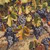 Cabernet