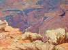 Canyon Condors