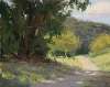 Eucalyptus Shadows
