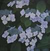 Hortensia (Hydrangia)