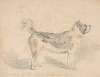 Pencil exercise, no. 3 – standing dog