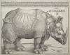 The Rhinoceros