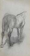 Study of a Horse 6