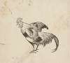 Crowing rooster with outspread wings